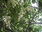 桂花