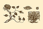 植物装饰画