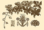 植物装饰画