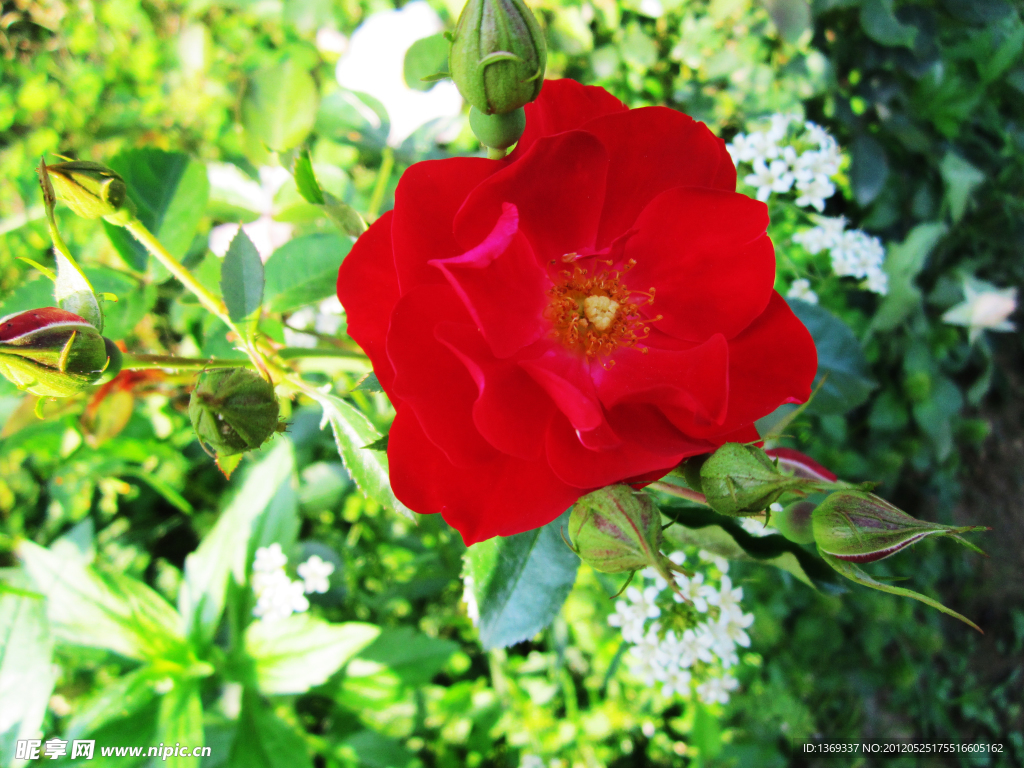 月季花