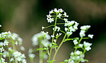 白油菜花