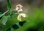 野花