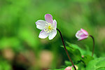 野棉花