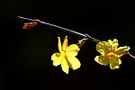 迎春花