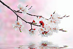樱花