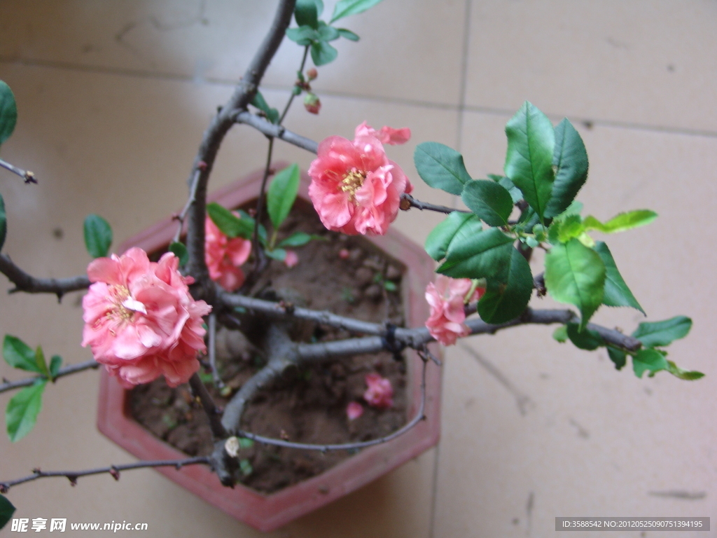 木瓜花