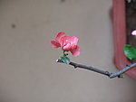木瓜花