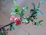 木瓜花