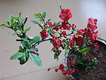 木瓜花