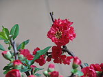 木瓜花
