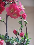 木瓜花