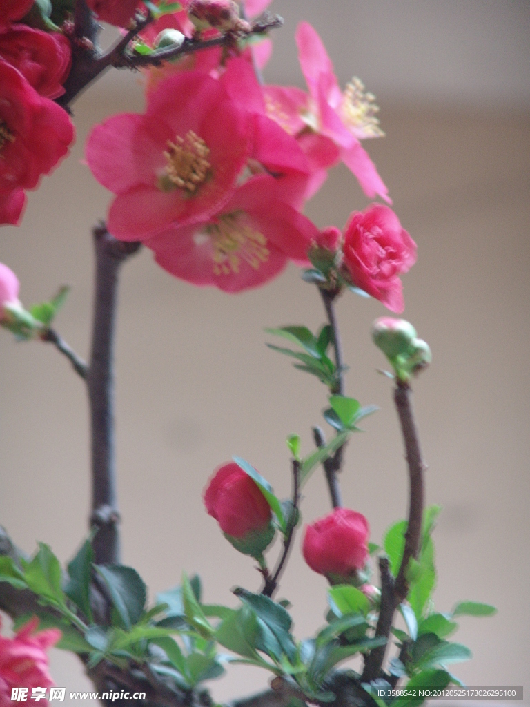 木瓜花