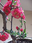 木瓜花