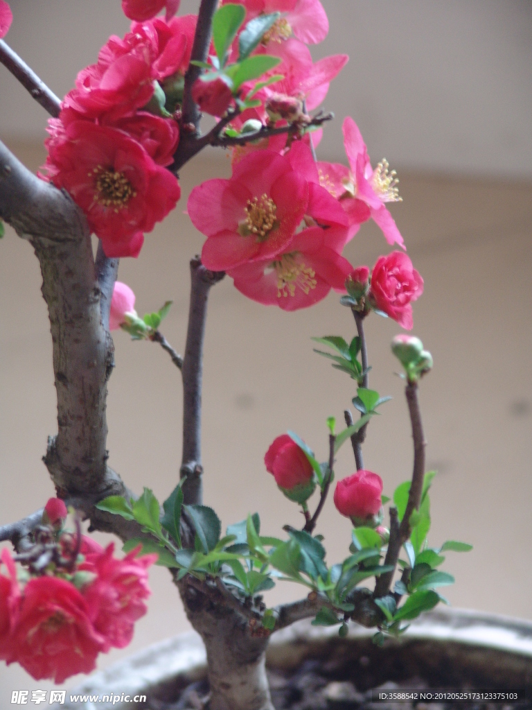 木瓜花