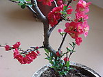 木瓜花
