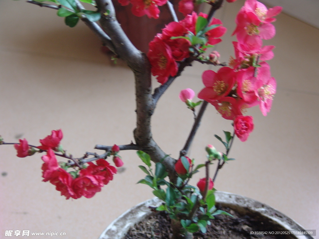 木瓜花