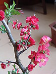 木瓜花