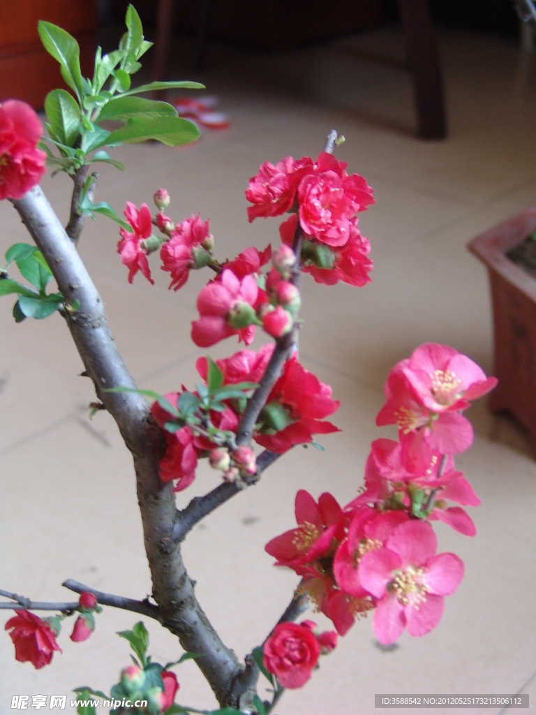 木瓜花