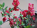 木瓜花