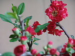 木瓜花
