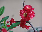 木瓜花