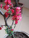木瓜花
