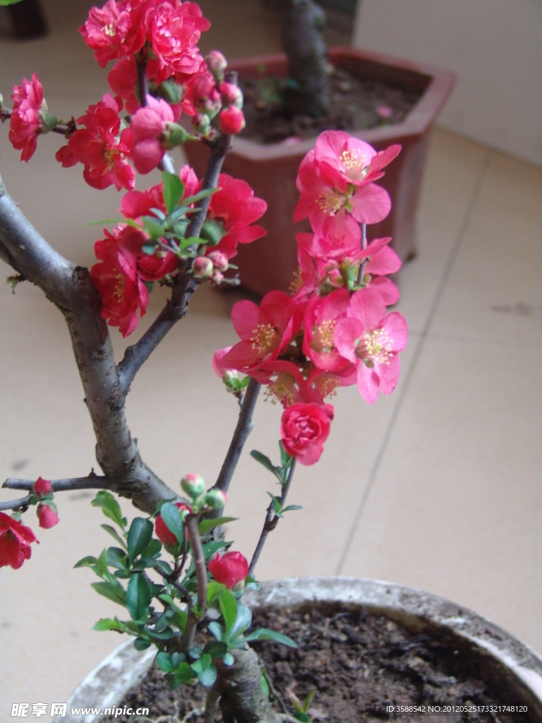 木瓜花