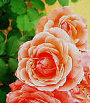 月季花