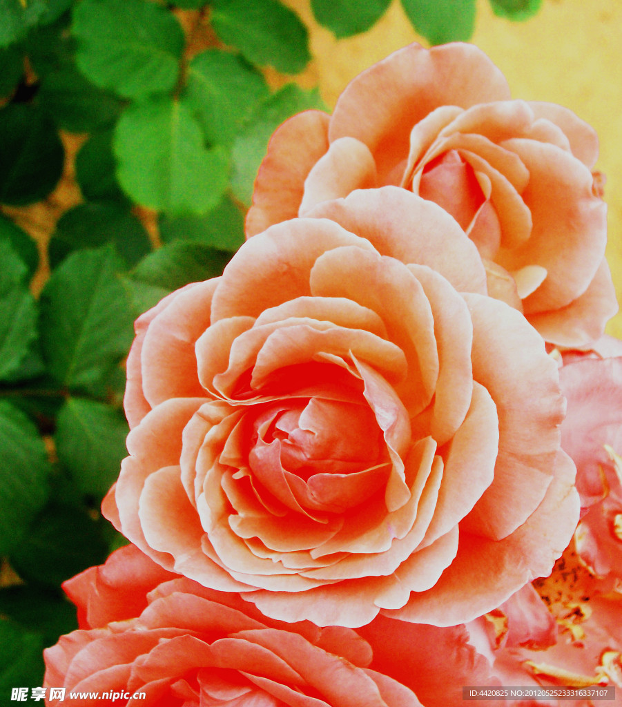 月季花