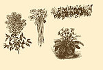 植物装饰画
