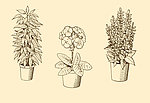 植物装饰画