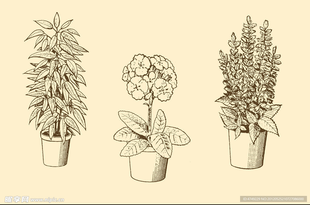 植物装饰画