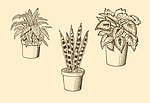 植物装饰画