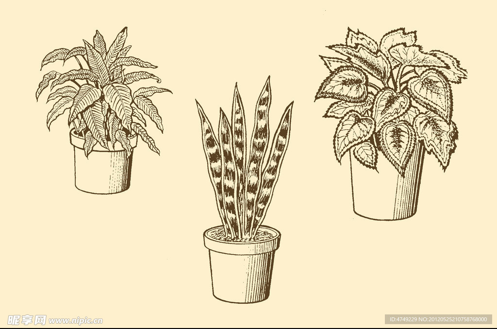植物装饰画