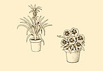 植物装饰画