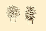 植物装饰画