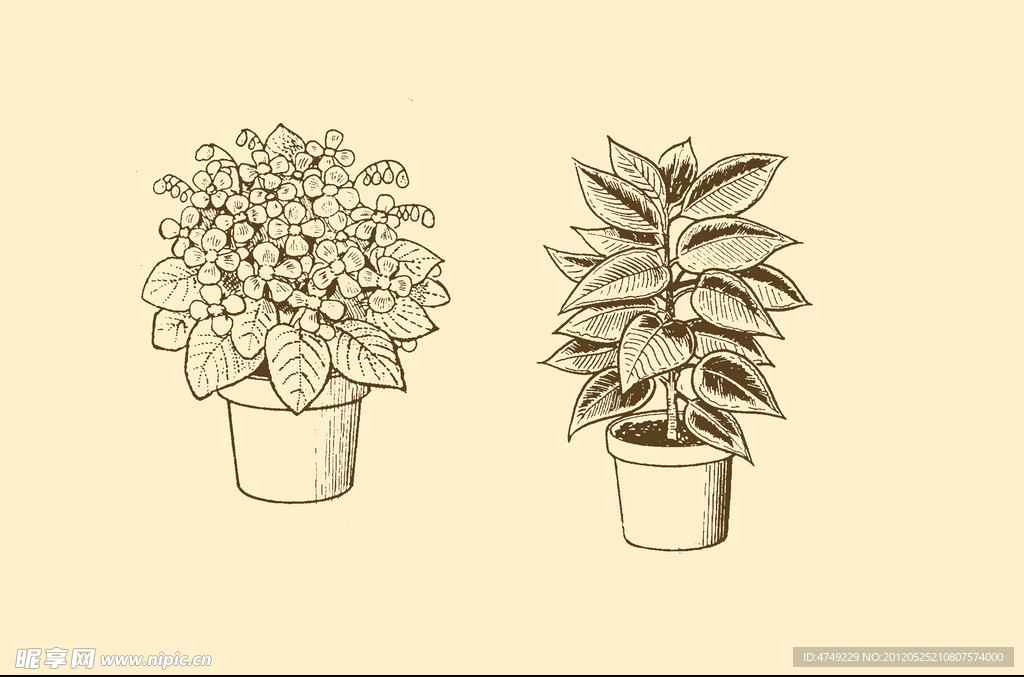 植物装饰画