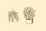 植物装饰画