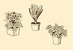 植物装饰画