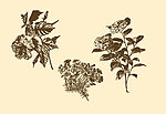 植物装饰画