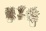 植物装饰画