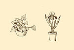 植物装饰画