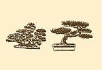 植物装饰画