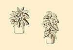 植物装饰画