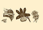 植物装饰画