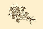 植物装饰画
