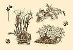 植物装饰画
