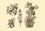 植物装饰画