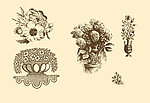 植物装饰画