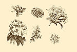 植物装饰画